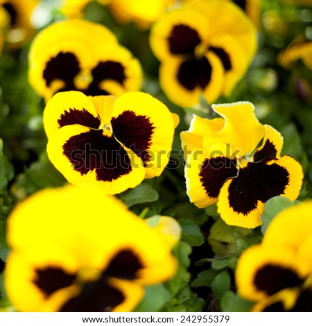 Colorful pansies in a garden. Yellow flowers during spring. Nature, gardening. Nobody, macro perspective. Postcard. 