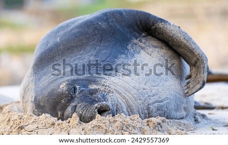 Rare sighting of a vagrant southern elephant seal (Mirounga leonina) on the Onrus beach near Hermanus, Whale Coast, Overberg, Western Cape, South Africa. Royalty-Free Stock Photo #2429557369