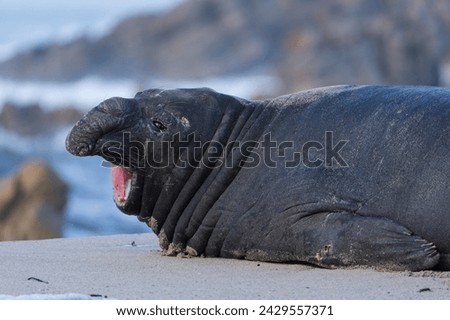 Rare sighting of a vagrant southern elephant seal (Mirounga leonina) on the Onrus beach near Hermanus, Whale Coast, Overberg, Western Cape, South Africa. Royalty-Free Stock Photo #2429557371