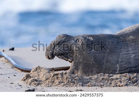 Rare sighting of a vagrant southern elephant seal (Mirounga leonina) on the Onrus beach near Hermanus, Whale Coast, Overberg, Western Cape, South Africa. Royalty-Free Stock Photo #2429557375