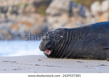Rare sighting of a vagrant southern elephant seal (Mirounga leonina) on the Onrus beach near Hermanus, Whale Coast, Overberg, Western Cape, South Africa. Royalty-Free Stock Photo #2429557381