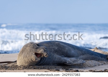 Rare sighting of a vagrant southern elephant seal (Mirounga leonina) on the Onrus beach near Hermanus, Whale Coast, Overberg, Western Cape, South Africa. Royalty-Free Stock Photo #2429557383