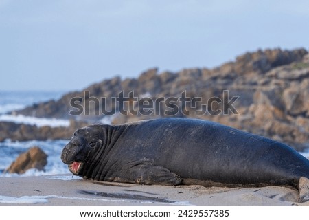 Rare sighting of a vagrant southern elephant seal (Mirounga leonina) on the Onrus beach near Hermanus, Whale Coast, Overberg, Western Cape, South Africa. Royalty-Free Stock Photo #2429557385