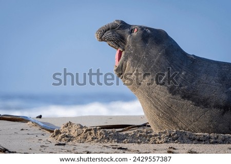 Rare sighting of a vagrant southern elephant seal (Mirounga leonina) on the Onrus beach near Hermanus, Whale Coast, Overberg, Western Cape, South Africa. Royalty-Free Stock Photo #2429557387