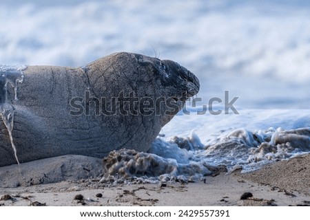 Rare sighting of a vagrant southern elephant seal (Mirounga leonina) on the Onrus beach near Hermanus, Whale Coast, Overberg, Western Cape, South Africa. Royalty-Free Stock Photo #2429557391