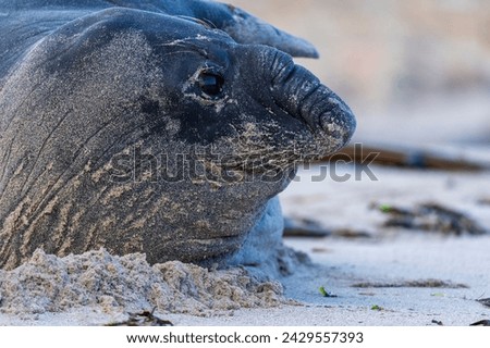 Rare sighting of a vagrant southern elephant seal (Mirounga leonina) on the Onrus beach near Hermanus, Whale Coast, Overberg, Western Cape, South Africa. Royalty-Free Stock Photo #2429557393
