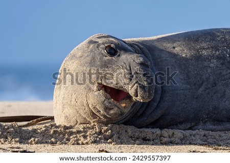 Rare sighting of a vagrant southern elephant seal (Mirounga leonina) on the Onrus beach near Hermanus, Whale Coast, Overberg, Western Cape, South Africa. Royalty-Free Stock Photo #2429557397