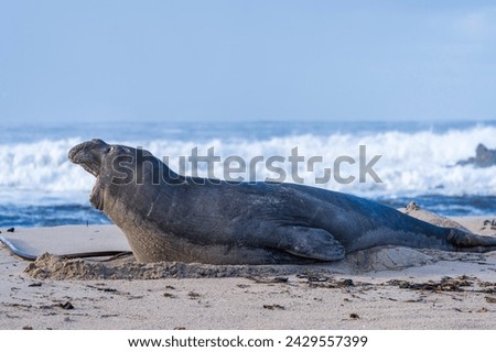 Rare sighting of a vagrant southern elephant seal (Mirounga leonina) on the Onrus beach near Hermanus, Whale Coast, Overberg, Western Cape, South Africa. Royalty-Free Stock Photo #2429557399