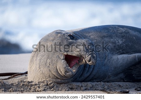 Rare sighting of a vagrant southern elephant seal (Mirounga leonina) on the Onrus beach near Hermanus, Whale Coast, Overberg, Western Cape, South Africa. Royalty-Free Stock Photo #2429557401