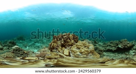 Underwater landscape with tropical fish and stony coral reefs. 360-Degree view. Royalty-Free Stock Photo #2429560379