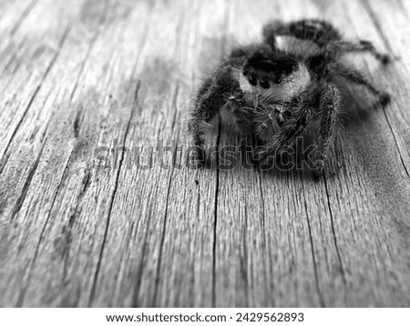A macro photo I created at the Marshall-Hampton Wildlife Preserve back in November of 2014. This was a female Regal Jumping spider jumped out of some paperwork and startled me. She seemed huge. 