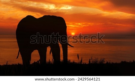 african bush elephant portrait with the sunset sillhuette