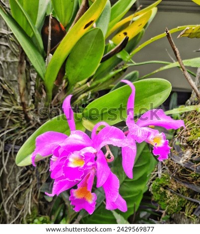 Close up picture of blooming Cattleya purple orchids taken during hot mid summer day
