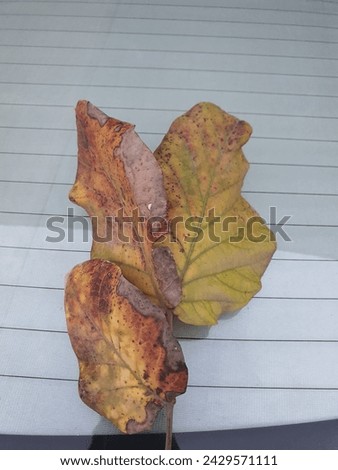 This is the picture of Leafs of tree. THIS IS close picture of leaf. This have green and yellow colours.