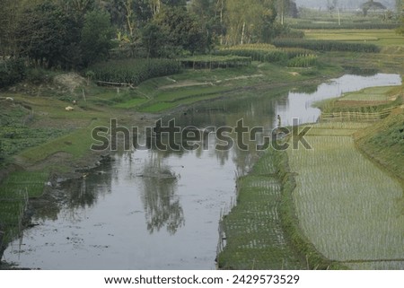 A whole and very beautiful Nature picture of a Bangladeshi village including all, a clear canal, paddy beds, corn fields, ducks, lambs and a farmer.  
