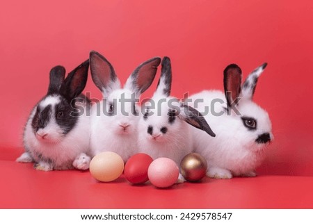 Four rabbits, white and black, crouched next to four multi-colored eggs. Staring at the eggs on the red background It's a cute pet.