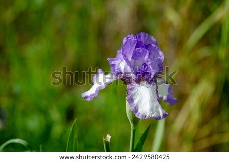 The iris, from the Greek means rainbow. In the language of flowers it takes on a different meaning depending on the color of the iris flower: violet - blue wisdom - faith, yellow hope - white passion.
