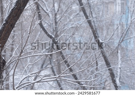 the trees branches with snow
