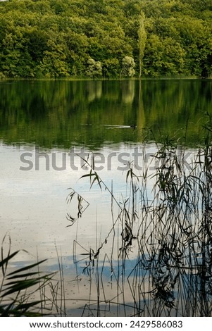 Beautiful landscape quiet forest lake Royalty-Free Stock Photo #2429586083