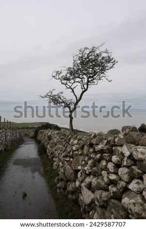 Single tree along coastal path in Wales