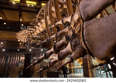 The inner hand inside the pectoral fin of a whale Royalty-Free Stock Photo #2429602083