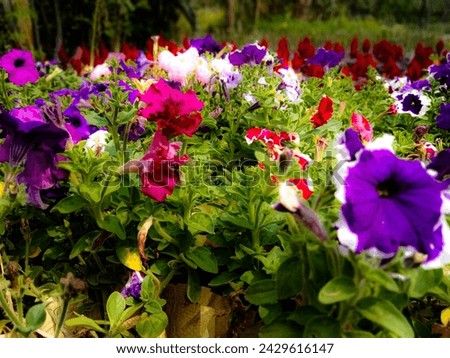 Nature's ultimate masterpiece featuring a bed of flowers in a rainbow of hues including lovely shades of purple, red, and white.