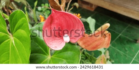 Red flamingo flower or Bunga flamingo or Anthurium andraeanum blossom in house park Royalty-Free Stock Photo #2429618431