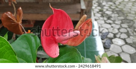 Red flamingo flower or Bunga flamingo or Anthurium andraeanum blossom in house park Royalty-Free Stock Photo #2429618491