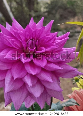 a beautiful picture of flower known as pink dahlia 