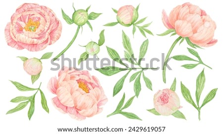 Big set of peach peony watercolor hand drawn painting. Realistic flower clipart, floral arrangement. Chinese national symbol illustration. Perfect for card design, wedding invitation, prints, textile