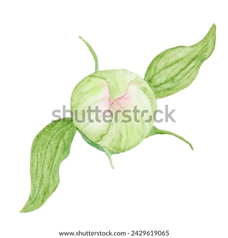 Peony bud watercolor hand drawn painting. Realistic flower clipart, floral arrangement. Chinese national symbol illustration. Perfect for card design, wedding invitation, prints, textile, packing