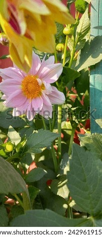 Abstract Flower In Summer Blossom