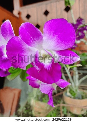 An orchid flower with purple petals is blooming
