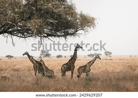 giraffe family under a tree in the savanna