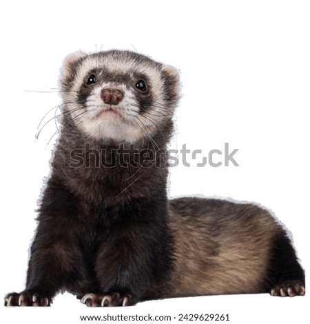 Black-footed ferret isolated on white background.The black-footed ferret also known as the American polecat or prairie dog hunter, is a species of mustelid native to central North America. Royalty-Free Stock Photo #2429629261