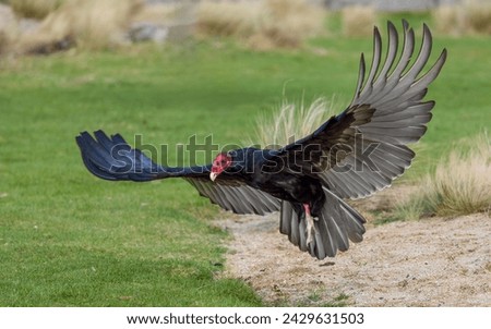 Turkey vulture just lifted of.