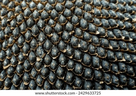 sunflower seed dried close up picture 
