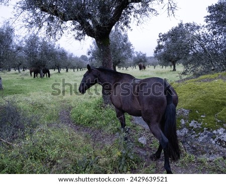 olive grove with horses in the pasture