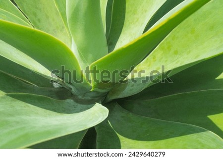 Foxtail agave green botanical plant leaf in the garden closeup detail texture