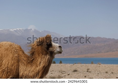 The Bactrian camel (Camelus bactrianus), also known as the Mongolian camel or two-humped camel Royalty-Free Stock Photo #2429641001