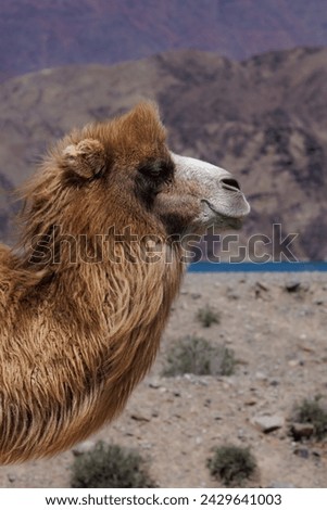 The Bactrian camel (Camelus bactrianus), also known as the Mongolian camel or two-humped camel Royalty-Free Stock Photo #2429641003