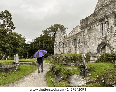 A man with a purple umbrella walks along a path beside gravestones toward the ancient Muckross Friary on a rainy and overcast day near Killarney, Ireland Royalty-Free Stock Photo #2429642093