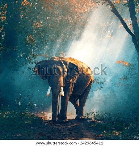 Elephant animal very beautiful and amazing picture 