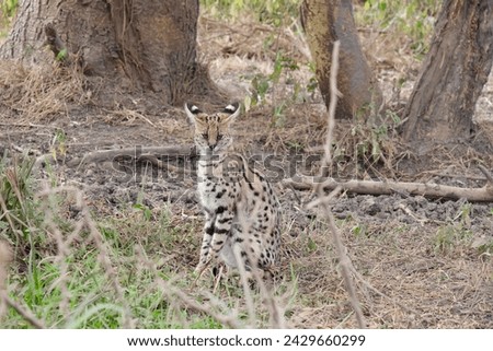 Serval cat sitting looking at the camera in the wild between trees