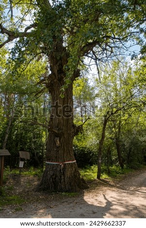 The tree of Rozsa Sandor, the Hungarian outlaw in Asotthalom, Hungary Royalty-Free Stock Photo #2429662337