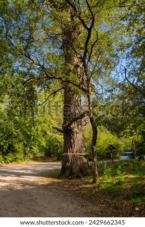 The tree of Rozsa Sandor, the Hungarian outlaw in Asotthalom, Hungary Royalty-Free Stock Photo #2429662345