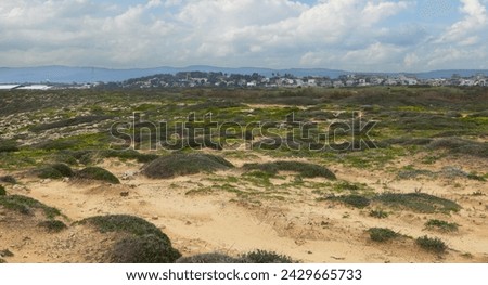 beautiful sandy space with green bushes in Israel