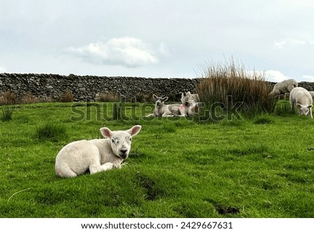 Lambs, feeding and relaxing, close to a dry stone wall, high on the moors above, Settle, Yorkshire, UK Royalty-Free Stock Photo #2429667631