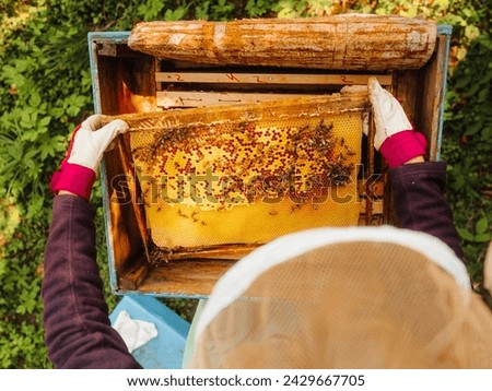 Top down view on beekeeper extracting wooden frame with honeycomb from beehive. Selective focus. Popular hobby and job. Summer farm work. Honey and bee product production. Agriculture industry