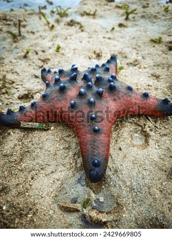 starfish on the receding beach sand, colorful starfish.